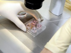 Ученые впервые создали синтетические эмбрионы из стволовых клеток